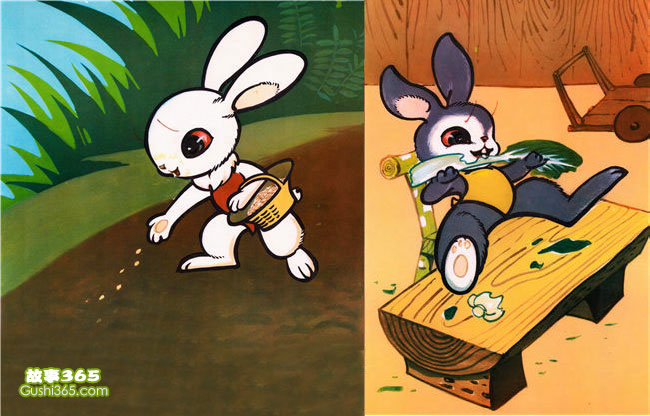 小白兔和小灰兔