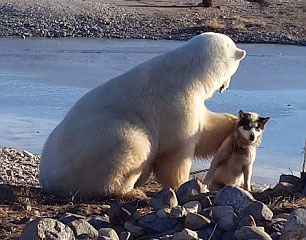 北极熊的雪橇犬