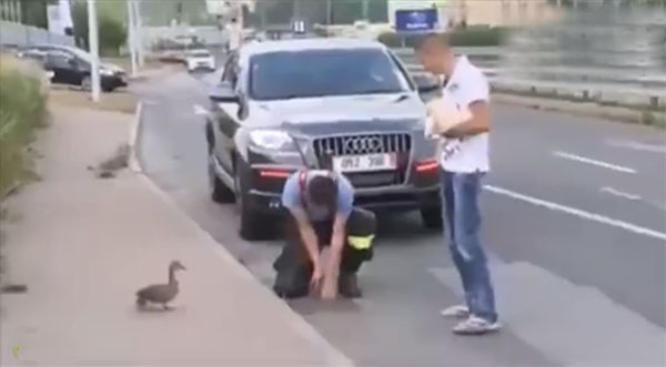 小鸭子走路不小掉进下水道，鸭妈妈向警察求助！