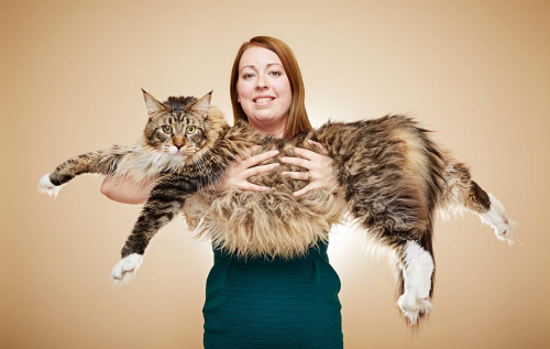 英国缅因猫长119厘米 被载入吉尼斯世界纪录