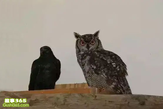 乌鸦和猫头鹰