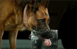 慢镜头狗狗喝水，原来我理解是错的