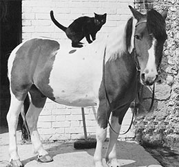 小马和小猫