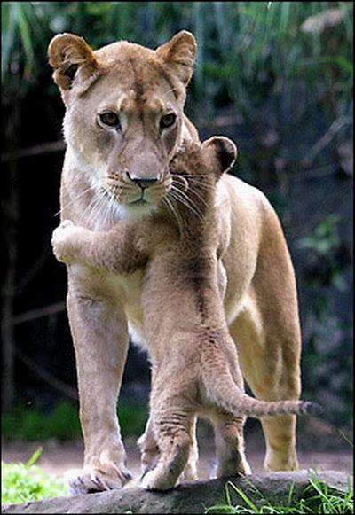 小狮子终于见到妈妈了