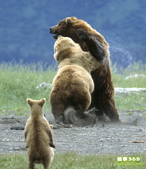 美国小棕熊模仿父母摔跤玩乐