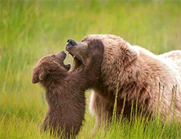 熊宝宝变身“牙医” 为熊妈妈检查牙齿超有爱心
