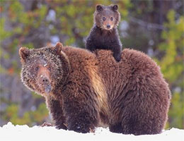 熊宝宝怕坏熊掌 爬到妈妈背上取暖