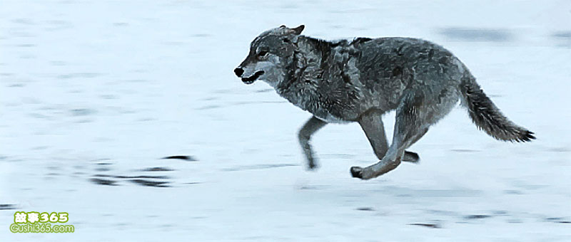 只狼奔跑图片