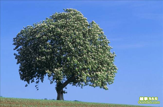 大栗子树