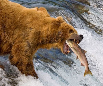 狗熊抓鱼